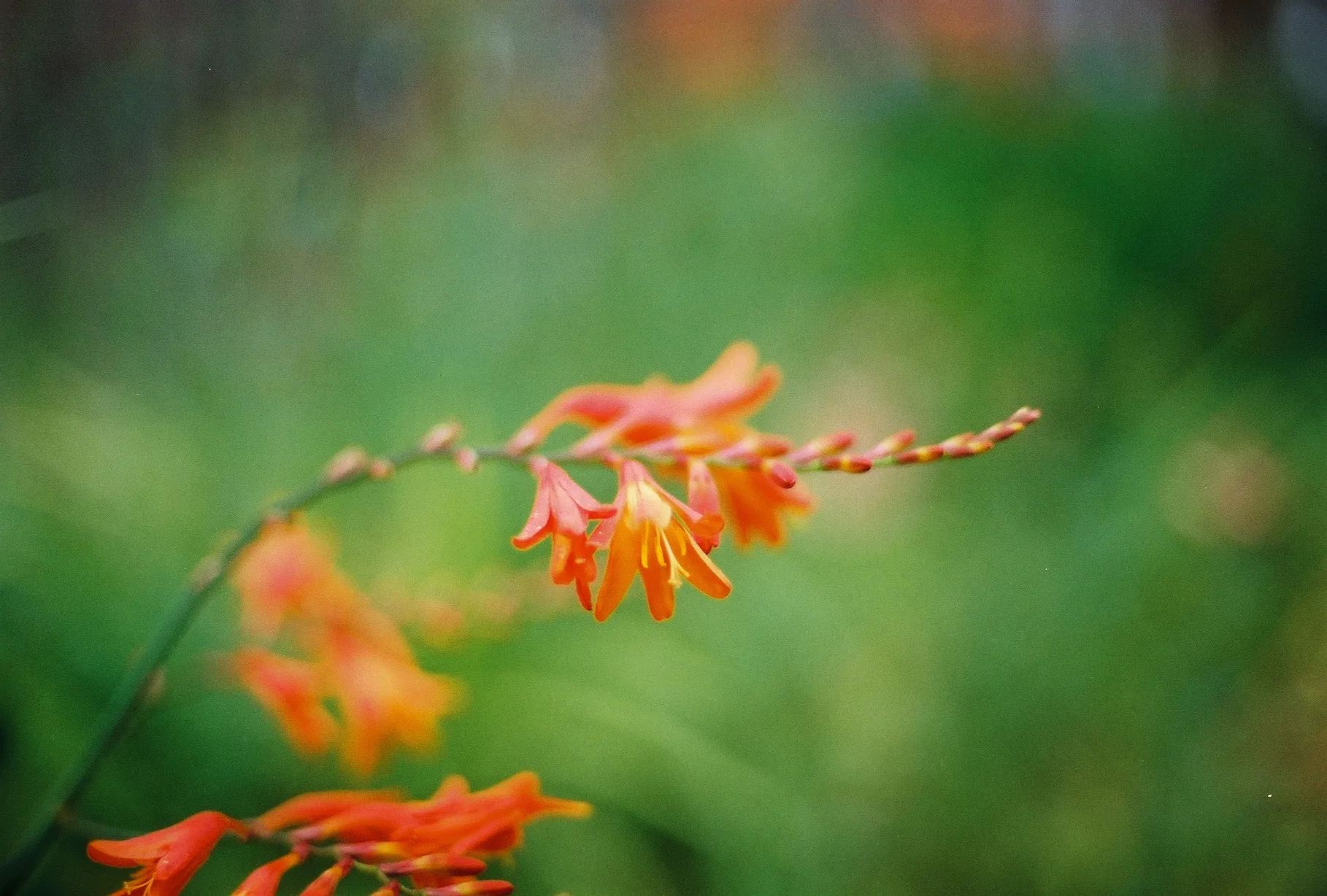 Some descriptive alt text for this flower image that is in the markdown